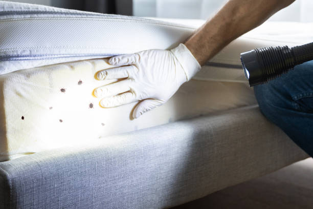 Best Flea Control Services  in Encantada Ranchito El Calaboz, TX